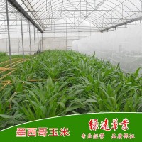 供：美国产墨西哥玉米草种 养牛 养羊 养驴 养蝗虫 养鱼牧草种子