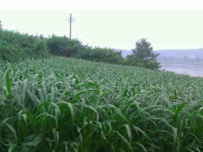 供：美国产墨西哥玉米草种 养牛 养羊 养驴 养蝗虫 养鱼牧草种子图4