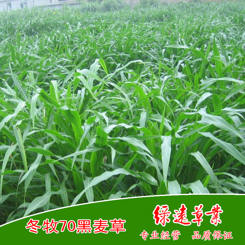墨西哥玉米01副本副本