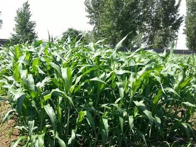 批量供（国产）墨西哥玉米草种优12，养羊养牛养鱼养驴 牧草种子图3