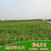 批量供（国产）墨西哥玉米草种优12，养羊养牛养鱼养驴 牧草种子