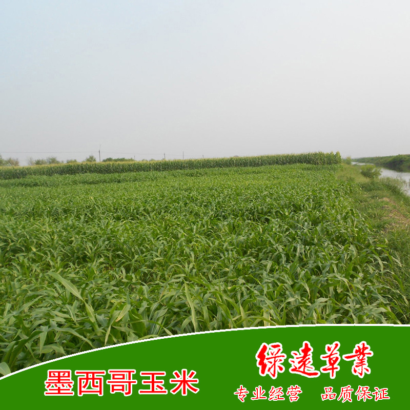 墨西哥玉米887副本副本
