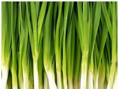批发菜园蔬菜种子791大叶韭菜10克盆栽阳台院子种子菜籽 厂家直销图4