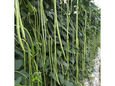 批发蔬菜种子 华赣翠绿长豆角 基地 菜园 菜场种子 400克厂家供应图2