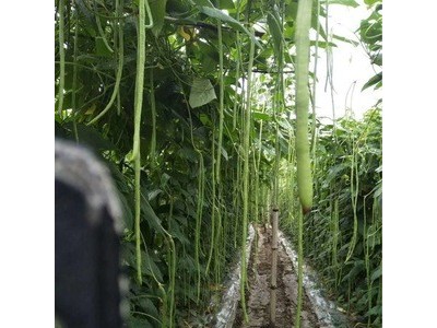批发蔬菜种子 华赣翠绿长豆角 基地 菜园 菜场种子 400克厂家供应图4