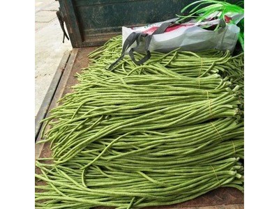 批发蔬菜种子 华赣翠绿长豆角 基地 菜园 菜场种子 400克厂家供应图5