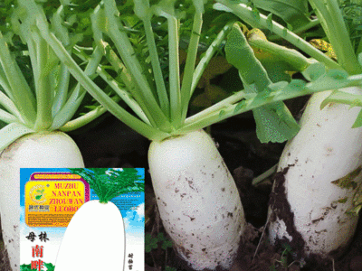 批发菜园蔬菜种子母株南畔洲晚萝卜25克盆栽阳台院子菜籽厂家直销图3