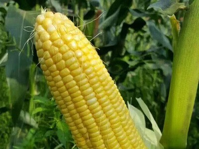 批发菜园蔬菜种子 泰系超甜玉米种子 太阳3号400克装蔬菜基地菜籽图3