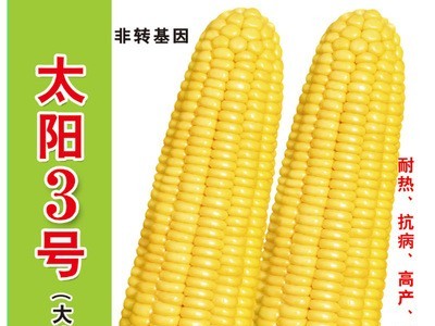 批发菜园蔬菜种子 泰系超甜玉米种子 太阳3号400克装蔬菜基地菜籽图2