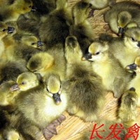 厂家直接供应优质灰鹅苗 黑脚鹅苗养殖.
