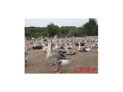 厂家直接供应优质灰鹅苗 黑脚鹅苗养殖.图2