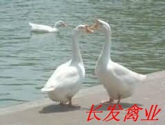 白鹅苗1