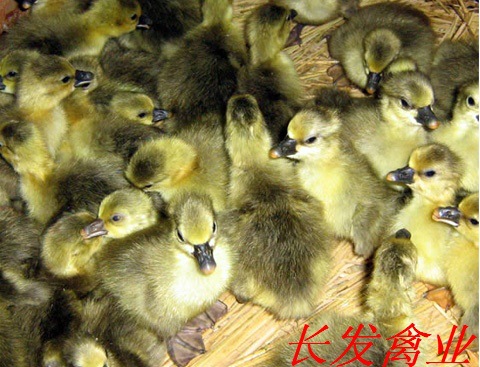 快速灰鹅苗1