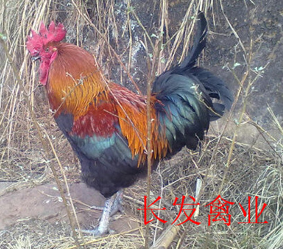 黑脚土鸡