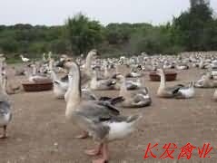 灰鹅苗