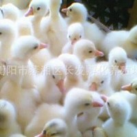 厂家直供白鹅苗 灰鹅苗 常年供应 质量保证价优