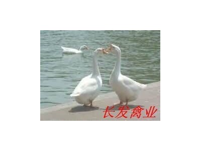 厂家直供白鹅苗 灰鹅苗 常年供应 质量保证价优图3