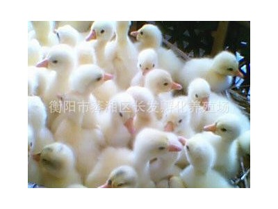 厂家直供白鹅苗 灰鹅苗 常年供应 质量保证价优图4