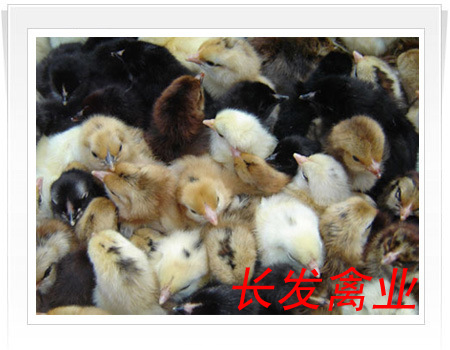 草鸡苗