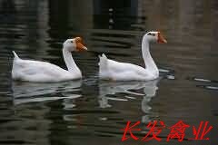 白鹅苗2