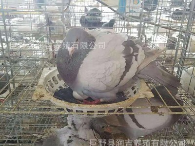 大型肉鸽养殖孵化基地常年出售乳鸽活体 白条乳鸽 淘汰老鸽图2