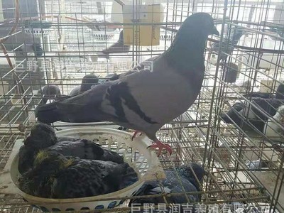 大型肉鸽养殖孵化基地常年出售乳鸽活体 白条乳鸽 淘汰老鸽图3