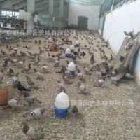 大型肉鸽养殖孵化基地常年出售乳鸽活体 白条乳鸽 淘汰老鸽