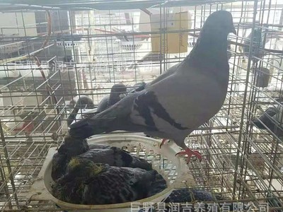 大型肉鸽养殖孵化基地常年出售乳鸽活体 白条乳鸽 淘汰老鸽图4
