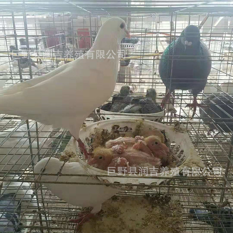 肉鸽