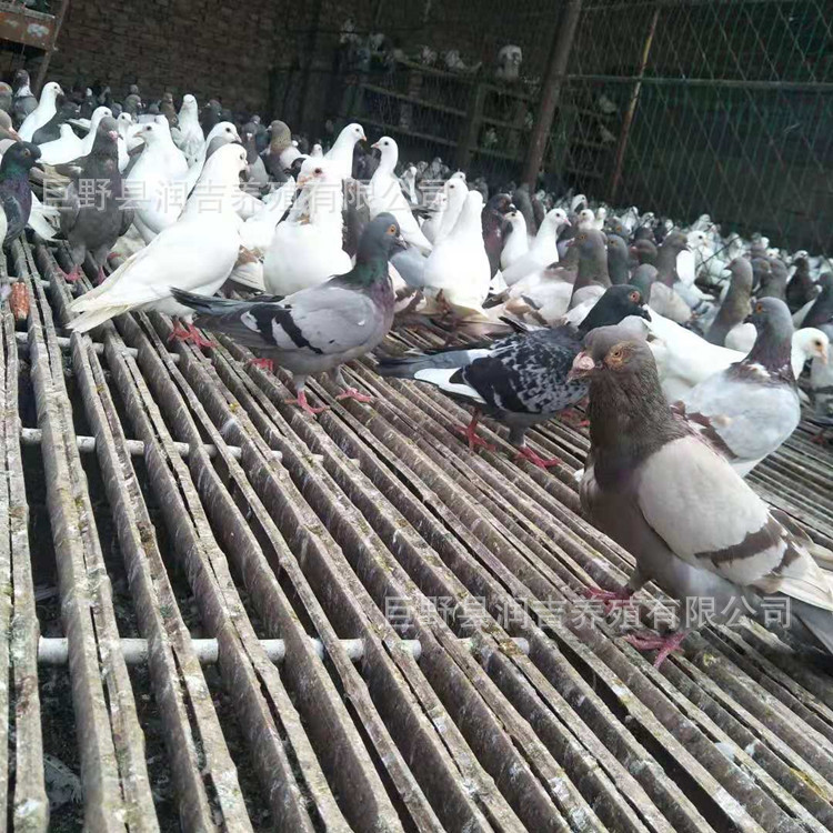 肉鸽