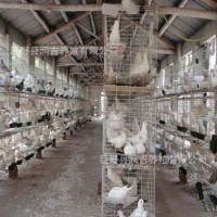 出售肉鸽子苗种鸽活体 肉鸽白条养殖场 价格好 品种多
