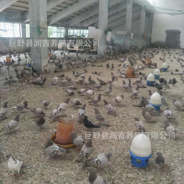 肉鸽