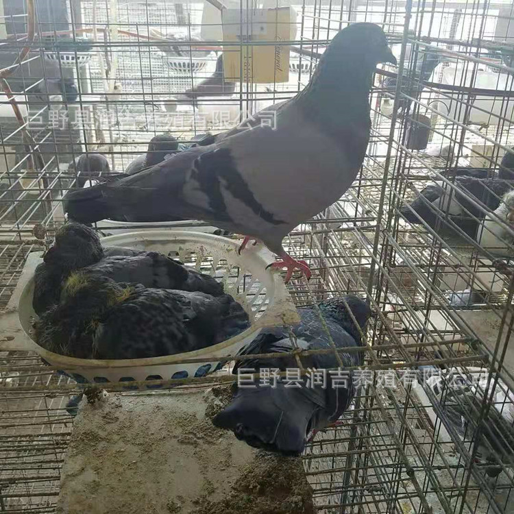 肉鸽
