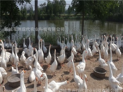 孵化场直销活体鹅苗狮头鹅苗大白鹅苗皖西白鹅苗大种三花鹅苗包活图3