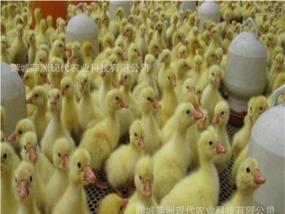 孵化场直销活体鹅苗狮头鹅苗大白鹅苗皖西白鹅苗大种三花鹅苗包活图2