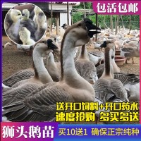 孵化场直销活体鹅苗狮头鹅苗大白鹅苗皖西白鹅苗大种三花鹅苗包活