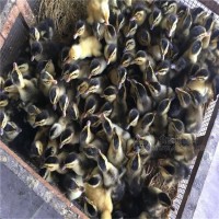 鸭苗|绿头野鸭苗|绿头野鸭|野鸭苗|鸭苗|活体|养殖|蛋鸭