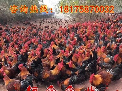 批发黑瑶鸡苗血毛土鸡苗红毛公鸡苗黑乌绿壳蛋鸡苗贵妃鸡苗土鸡苗图2