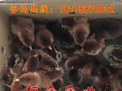 批发黑瑶鸡苗血毛土鸡苗红毛公鸡苗黑乌绿壳蛋鸡苗贵妃鸡苗土鸡苗图5
