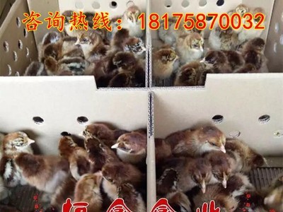 批发黑瑶鸡苗血毛土鸡苗红毛公鸡苗黑乌绿壳蛋鸡苗贵妃鸡苗土鸡苗图4