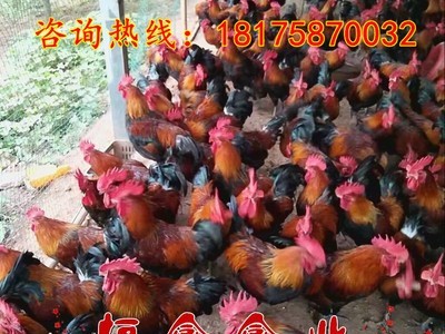 批发黑瑶鸡苗血毛土鸡苗红毛公鸡苗黑乌绿壳蛋鸡苗贵妃鸡苗土鸡苗图3