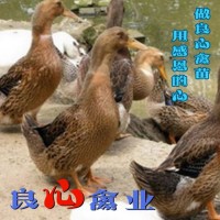 小鸭苗批发麻鸭苗肉鸭苗另有蛋鸭苗土鸡苗绿壳蛋鸡乌鸡小脚土鸡苗