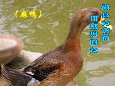小鸭苗批发麻鸭苗肉鸭苗另有蛋鸭苗土鸡苗绿壳蛋鸡乌鸡小脚土鸡苗图2