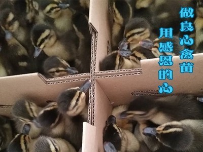 小鸭苗批发麻鸭苗肉鸭苗另有蛋鸭苗土鸡苗绿壳蛋鸡乌鸡小脚土鸡苗图4