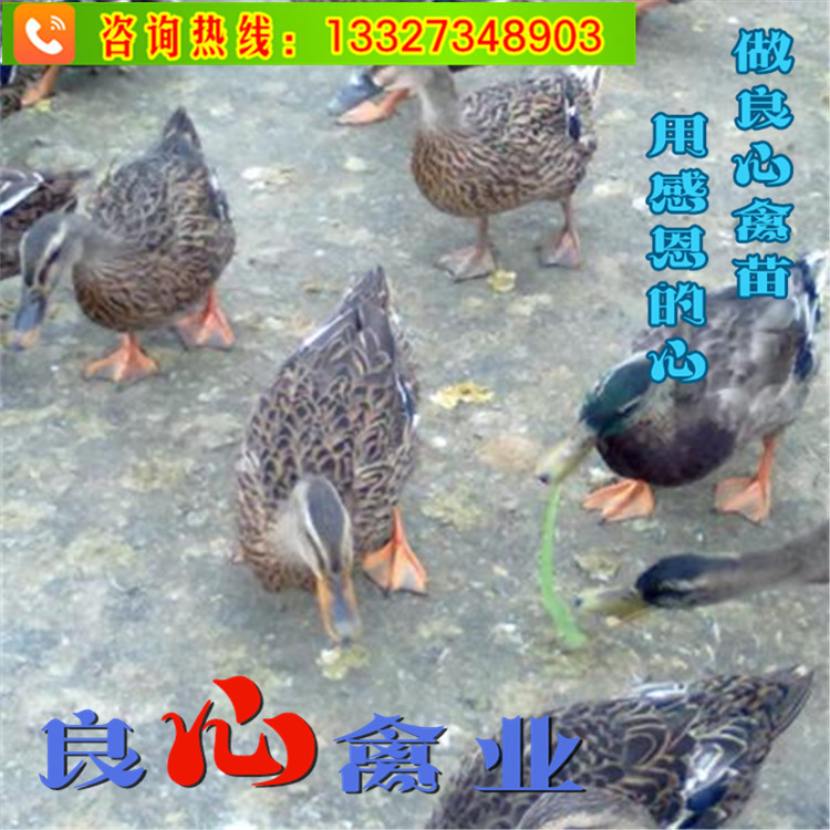 db7006a7434aaf87_副本.jpg