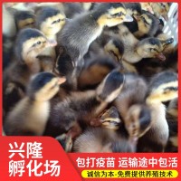 兴隆禽业孵化场大量批发青壳1号2号3号4号蛋鸭苗 量大优惠