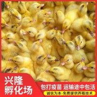 供应蛋鸭苗 良种江南1号蛋鸭苗 优质品种蛋鸭苗 高产蛋鸭苗批发