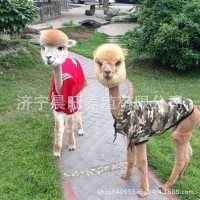 园用羊驼的多少 山东羊驼养殖场 景区观赏羊驼批发