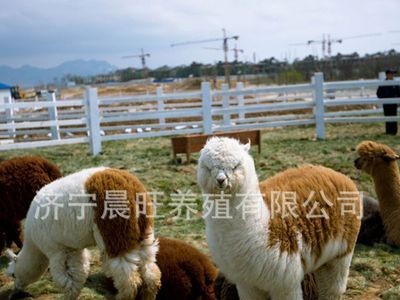 园用羊驼的多少 山东羊驼养殖场 景区观赏羊驼批发图2