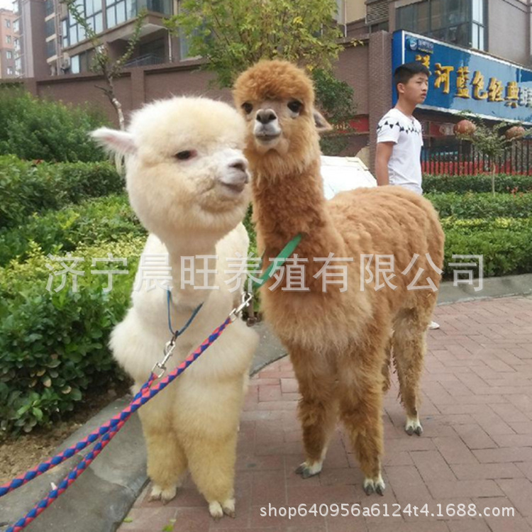 图片201704122315_副本.jpg